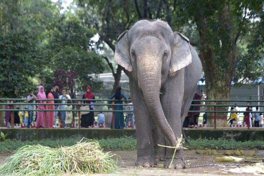 Mahout’s son killed in elephant attack at nat‍‍`l zoo