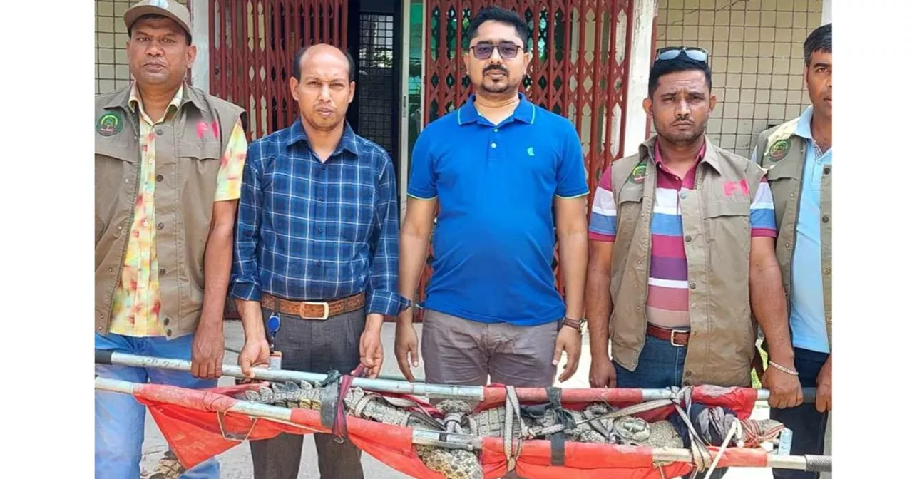 Crocodile with satellite transmitters released into Sundarbans from Bagerhat