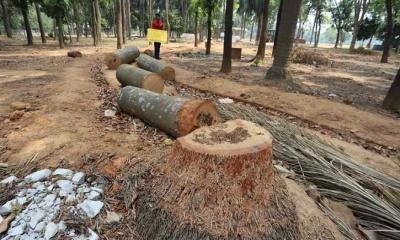 Petition filed to HC for halting tree cutting nationwide