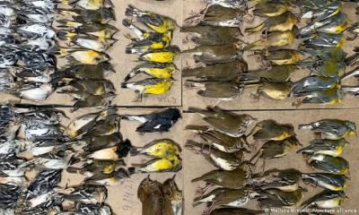 কাঁচের ভবনে ধাক্কা খেয়ে এক রাতে হাজার পাখির মৃত্যু