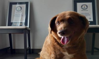 মারা গেল পৃথিবীর সবচেয়ে বয়স্ক কুকুর