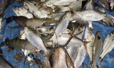 নোয়াখালীর সেই পুকুরে আবার চমক, এবার মিলল ১০০ ইলিশ