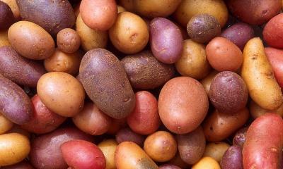 19,400-tonne potato import gets govt nod