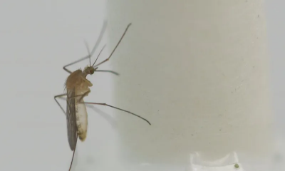 Mosquitoes found all across warming Scotland