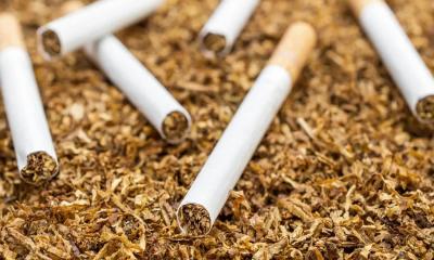 চায়ের পাতা থেকে তৈরি হচ্ছে নিকোটিনমুক্ত সিগারেট