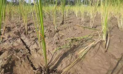 Insufficient rain and rampant load shedding threats to Aman rice cultivation in Kurigram