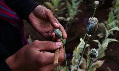 Myanmar overtakes Afghanistan as top opium producer