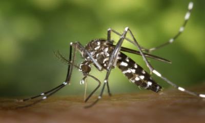 US approves first vaccine against chikungunya virus