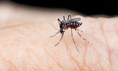 Dengue spike in Bangladesh: Govt issues precautionary measures