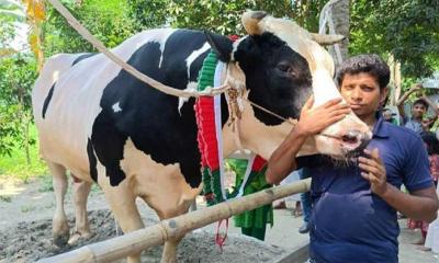 ১৪ লাখ দাম উঠার পর ‘ফরিদপুরের ডন’কে বিক্রি করতে হল ১০ লাখে!