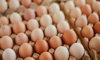 Govt approves import of 4 crore eggs: Commerce Secretary