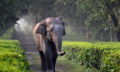 বিস্ময়কর বৈশিষ্ট্য নিয়ে টিকে আছে যেসব প্রাণী