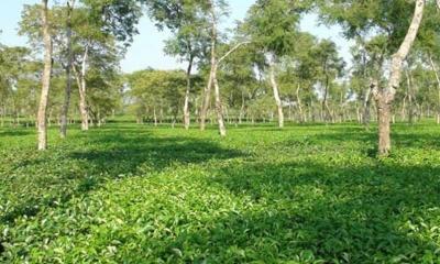 Bangladesh’s third tea auction centre to open in Panchagarh in a month