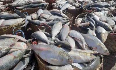 22-day ban on hilsa fishing begins on Thursday