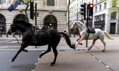 Military horses spotted running in central London