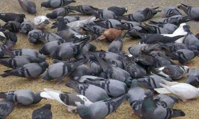 শস্যক্ষেতের বিষ প্রয়োগে, কবুতরসহ শতাধিক পাখির মৃত্যু