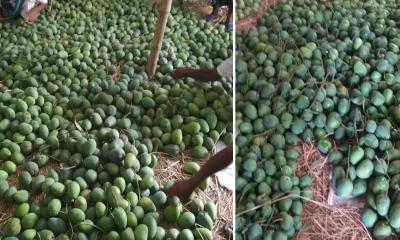 বাজারে উঠছে গোপালভোগ, ফলন কম হওয়ায় চড়া দাম