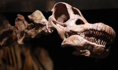 কুকুরের সঙ্গে হাঁটতে বেরিয়ে পেলেন ডাইনোসরের জীবাশ্ম!