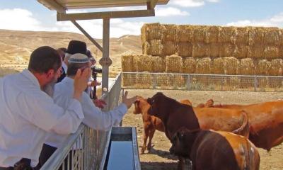 ইহুদিদের লাল গরু: উৎসর্গ হবে নাকি আবারও অর্থ সংগ্রহের আহ্বান