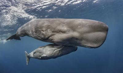 A fascinating discovery: Sperm Whale communication unveiled