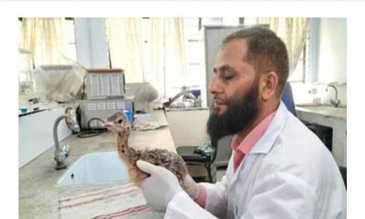 হাজী দানেশ বিশ্ববিদ্যালয়ের ইনকিউবেটরে উটপাখির ডিম থেকে ফুটল বাচ্চা