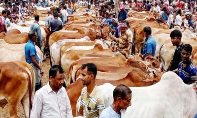কোরবানির পশু: কৃত্রিম সংকট ঠেকানো ও ন্যায্য মূল্য নিশ্চিতে নজরদারি