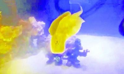 পুরুষ সঙ্গী ছাড়া অন্তঃসত্ত্বা