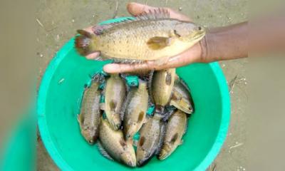 গলায় কৈ মাছ আটকে কৃষকের মৃত্যু