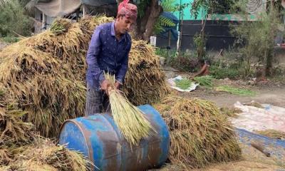 হাওরের প্রায় শতভাগ বোরো ধান কাটা শেষ