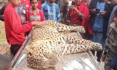 পঞ্চগড় সীমান্তে ভারত থেকে আসা মৃত চিতাবাঘ উদ্ধার