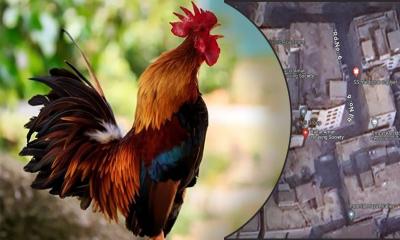 মোরগের ডাকে বিরক্ত সাবেক সচিব, প্রতিবেশীকে হুমকি