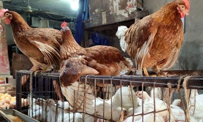 মুরগিতেই সীমাবদ্ধ কোরবানির আনন্দ