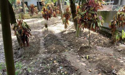 কুমিল্লার দেবিদ্বারে ১৬টি রহস্যজনক কবর