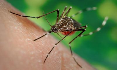 12 establishments fined Tk 1.25 lakh in anti-Aedes drive