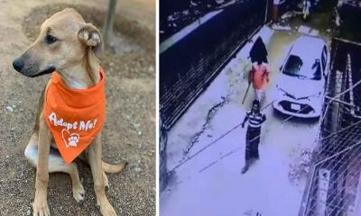 আইনের পরও কমছে না প্রাণীর প্রতি নিষ্ঠুরতা