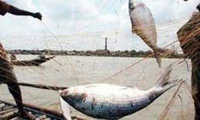 চলছে অভয়াশ্রমে ইলিশ শিকার, নেতৃত্বে তিন নেতা