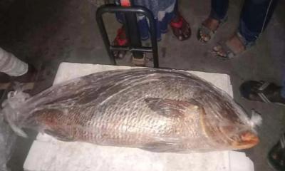 ২৫ কেজি মাছের দাম হাঁকা হচ্ছে চার লাখ টাকা