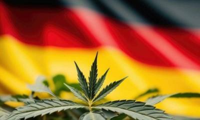 জার্মানিতে গাঁজা খেতে আর বাধা নেই