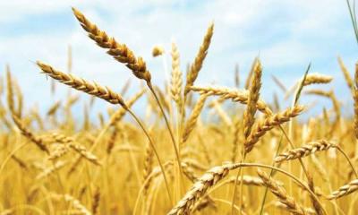 ২০ লাখ টন গম কিনছে সরকার