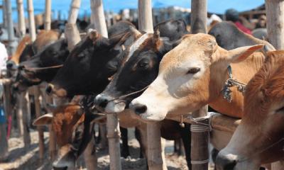 More than 1 crore sacrificial animals for this year‍‍`s Eid-Ul-Azha