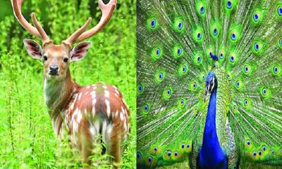 Mirpur zoo to sell deer at 50,000 tk and peacocks at 25,000 tk