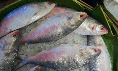 173 tonnes of Hilsa exported to India in 3 days through Benapole port