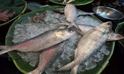 22-day ban on hilsa fishing to start on Oct 12
