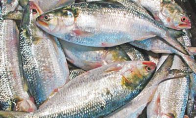 ইলিশের দাম শুনেই উল্টো হাঁটা ধরছেন কলকাতাবাসী