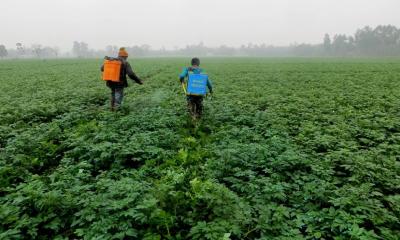 Agriculture Ministry issues guidelines to protect crops amidst cold wave