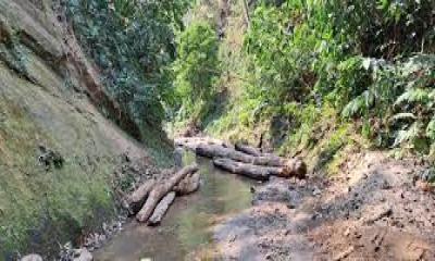 বান্দারবানের লামায় হাতি দিয়ে গাছ পাচার, সমস্যায় জর্জরিত স্থানীয়রা