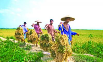 ক্ষুধামুক্ত বাংলাদেশ গড়তে সর্বোচ্চ গুরুত্ব কৃষি উন্নয়নে