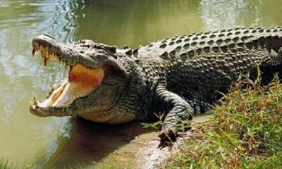 কুমিরকে  কামড় দিয়ে বেঁচে ফিরলেন কৃষক