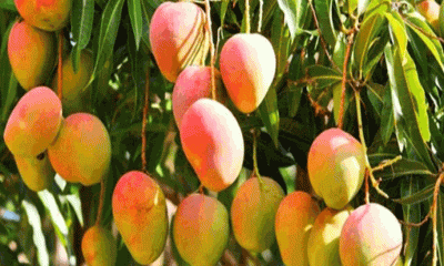 পাকা আম খাওয়ার উপকারিতা