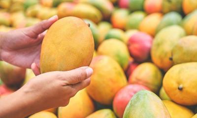 আমজনতার আমের গল্প